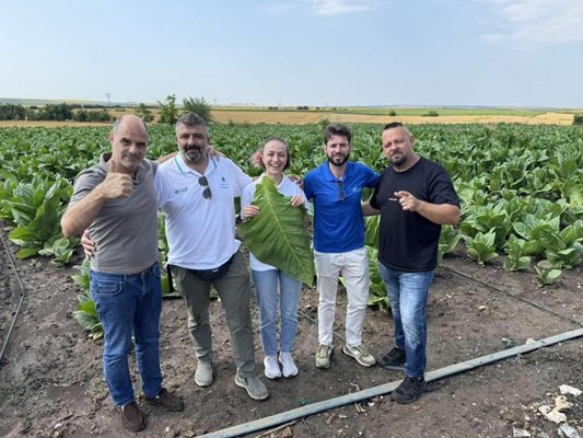 Philip Morris, Ulusal Tütün Üreticileri Birliği ve Sokotab'dan oluşan ortak ekip, Brestovene köyü yakınlarındaki deneme tarlalarını ziyaret ediyor - Temmuz 2026, Kaynak: Philip Morris Bulgaristan