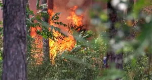 Dağ Yanıyor! Pirin'deki Asırlık Ormanları Kurtarma Savaşı Nefes Kesti