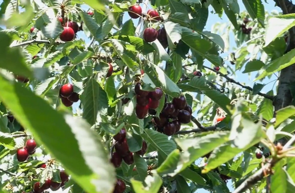 Meyve Ağaçlarının Yaz Budaması Zamanı Geldi: Altın Tavsiyeler