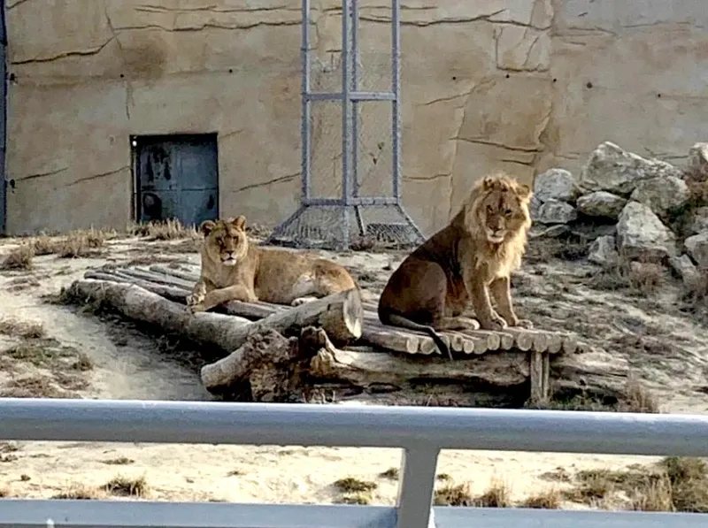 Varna’daki Aslan Yavruları Simba ve Kosara 6. Yaş Günlerini Kutladı