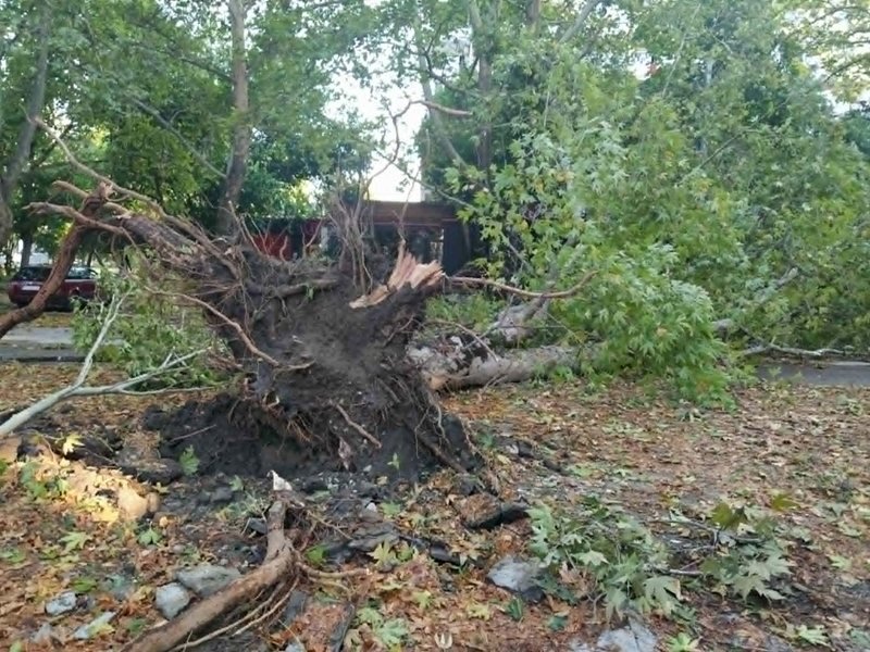Plovdiv'de Fırtına Felaketi: Koca Çınarlar Devrildi, Şehir Savaş Alanına Döndü