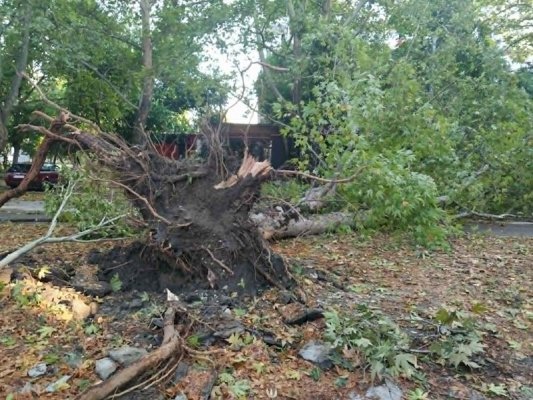 Plovdiv'de Fırtına Felaketi: Koca Çınarlar Devrildi, Şehir Savaş Alanına Döndü