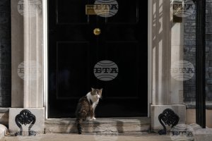 Downing Street'in Kedisi Larry, Yedinci Başbakanını Karşıladı