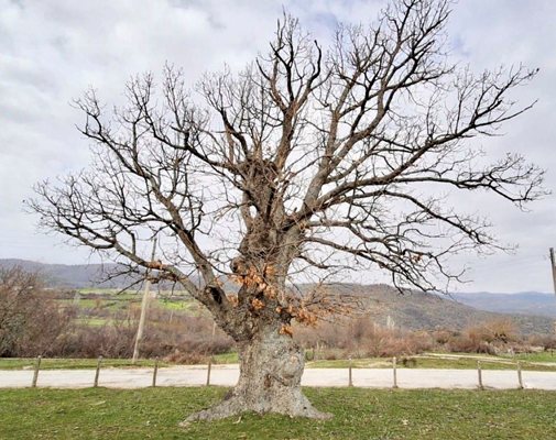 İvaylovgrad yakınlarındaki Kazak köyündeki asırlık Macar meşesi artık koruma altında.