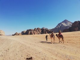 Afrika'daki Aşırı Sıcaklar Develerin Dayanıklılığını Tehdit Ediyor