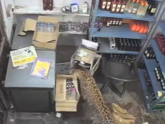 Leopar Alkol Dükkanına Daldı, Çalışana Saldırdı (Video)