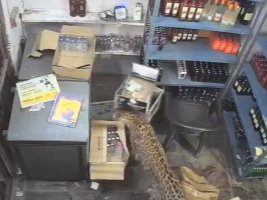 Leopar Alkol Dükkanına Daldı, Çalışana Saldırdı (Video)