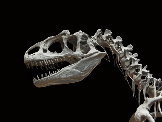 Zimbabve'de 210 Milyon Yıllık Yeni Bir Dinozor Türü Keşfedildi