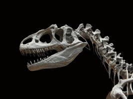 Zimbabve'de 210 Milyon Yıllık Yeni Bir Dinozor Türü Keşfedildi