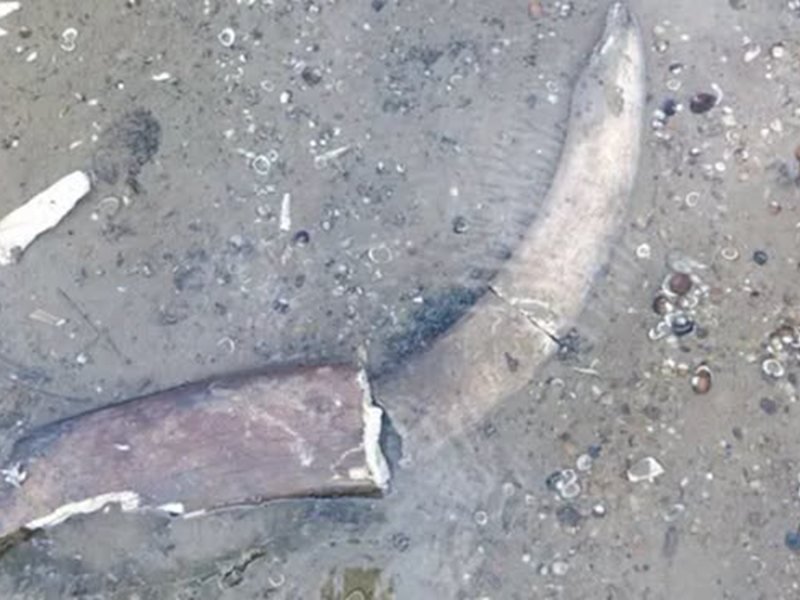 Tuna Nehri Kurudu, Mamut Ortaya Çıktı: 'Fındıklı Sincap Nerede?'
