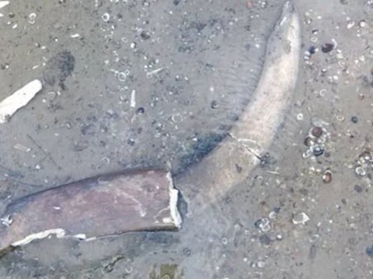 Tuna Nehri Kurudu, Mamut Ortaya Çıktı: 'Fındıklı Sincap Nerede?'