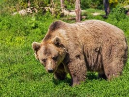 Finlandiya'da Boz Ayı Popülasyonu Rekor Kırdı, Olay Sayısı Yüzleri Aştı