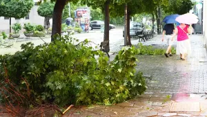 Sofya'da Fırtına Ağaçları Kırdı