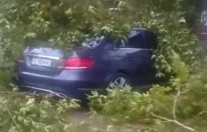 Petrich'te Fırtına: Ağaçlar Kökünden Söküldü