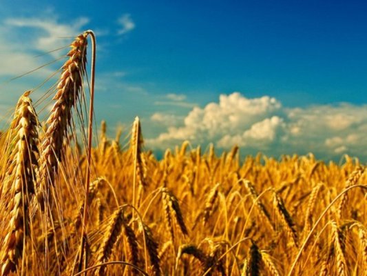 Buğday ve Mısır Dünya Borsalarında Değer Kazandı