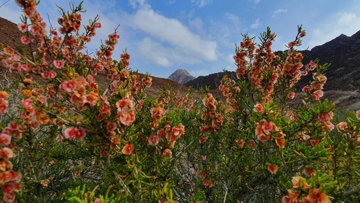 Birleşik Arap Emirlikleri'ndeki Wadi Wurayah