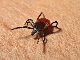 Lyme Hastalığı Vakaları İki Katına Çıktı, Mide Virüsleri de Artıyor