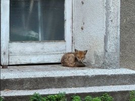 Sofya Sokaklarında Tilkiler Dolaşıyor