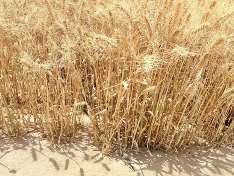 Kuzeybatı Çin'de Yarı Çöl Topraklarında Hibrit Buğday Denemesi Başarılı