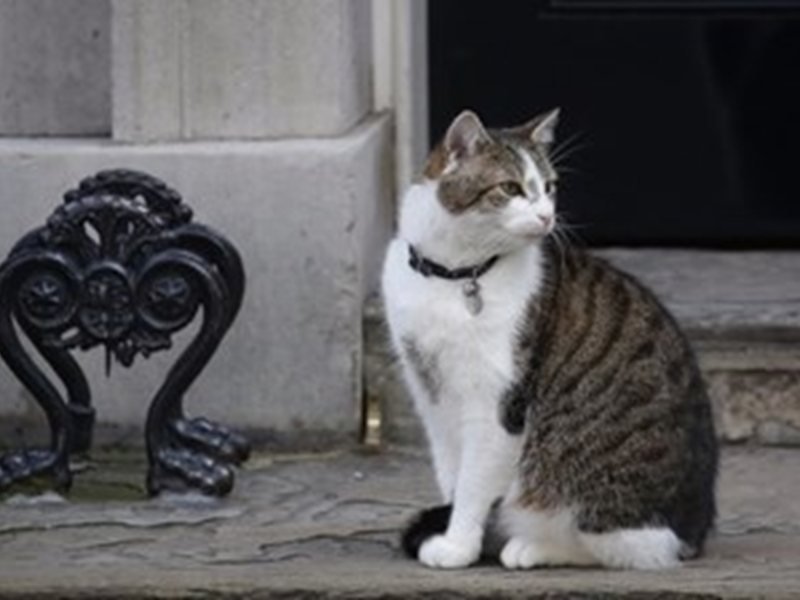 Yeni İngiltere Başbakanı Köpeği Axel'le Downing Street'e Geliyor, Kedi Larry Tehdit Altında