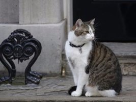 Yeni İngiltere Başbakanı Köpeği Axel'le Downing Street'e Geliyor, Kedi Larry Tehdit Altında
