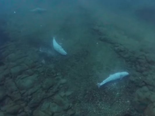 Çevre Bakanlığı: Karadeniz'deki Ölü Yunusların Nedeni Bilinmiyor