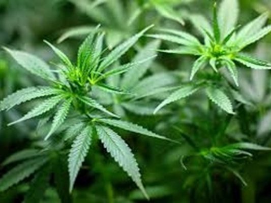 Veliko Tırnovo'da Letonyalı kadının evinden 880 gram esrar çıktı