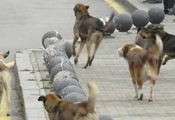 Sürü Henüz Bulunamadı! Sofya'da Başıboş Köpekler İçin Drone'lu Arama