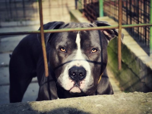 Polis, Çılgına Dönen Pitbull'u Vurmaya Çalışırken Sahibini Bacağından Vurdu