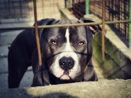 Polis, Çılgına Dönen Pitbull'u Vurmaya Çalışırken Sahibini Bacağından Vurdu