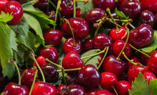 Kışın Limon ve Baldan Daha Etkili: Dondurucudaki Kiraz Yaprağı Sırrı