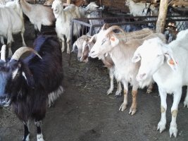 Loveç'in Stefanovo Köyünde Bir Aile Şarbona Yakalandı, İkinci Test Sonuçları Kesinleşti