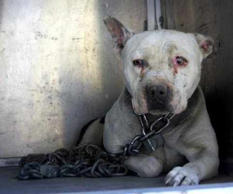 Pazardzhik Yakınlarında "Dehşet Yuvası": 46 Pitbull Sefil Koşullarda Bulundu