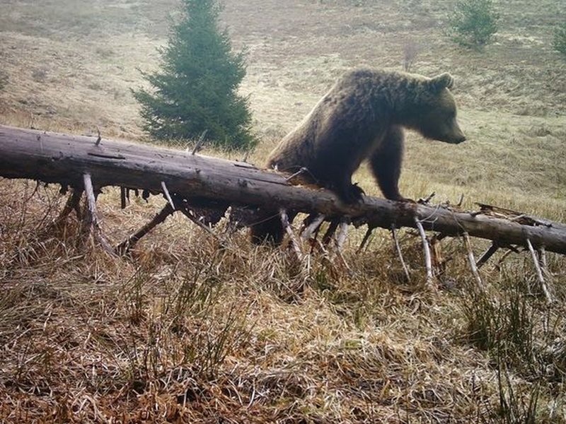 Rodop Dağları'ndaki Köyde Ayı Tarafından Üç Koyun Öldürülmesi