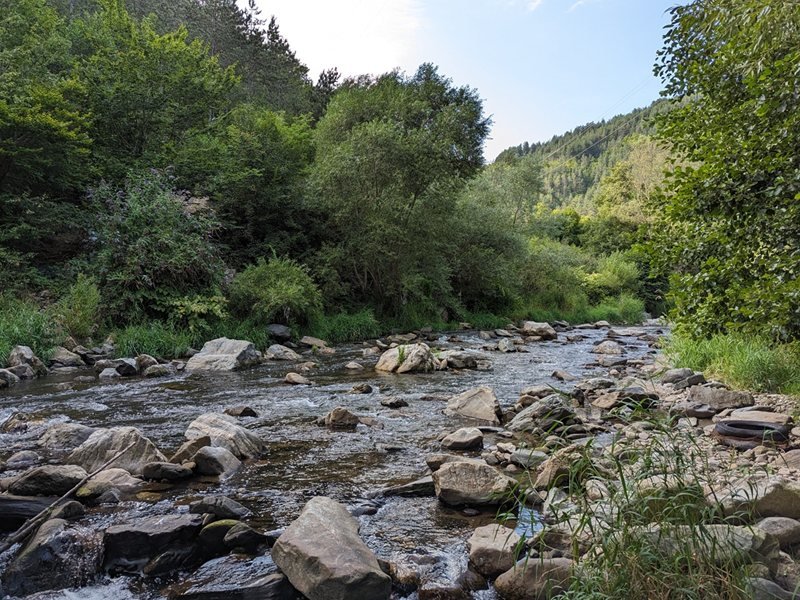 Smolyan'da Ölü Balıklar Bulundu