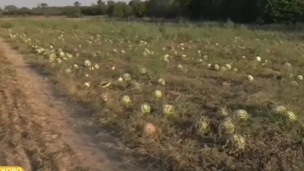 Karpuz Tarlalarında Kabus: Ürünler Çürümeye Terk Edildi