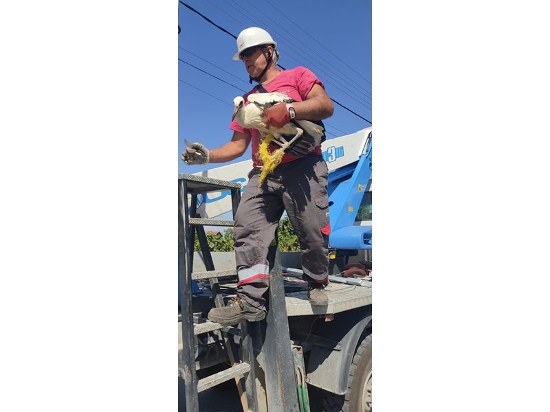 Pazardzhik'te 3 Başarılı Kuş Kurtarma Operasyonu