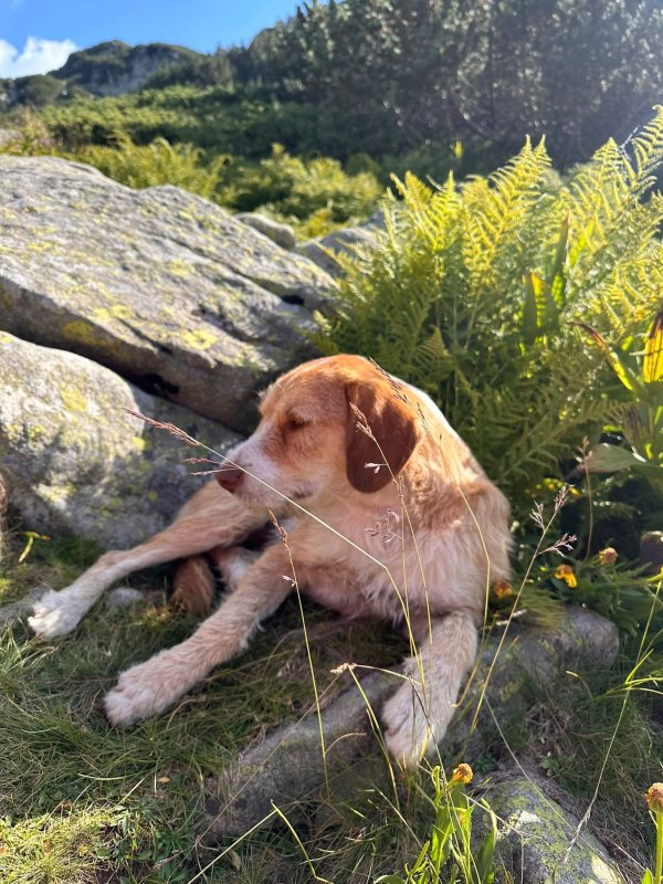 Pirin Dağları'nda Gizemli Köpek! Turistleri Zirvelere Kadar Çıkarıyor, Sonra Kayboluyor