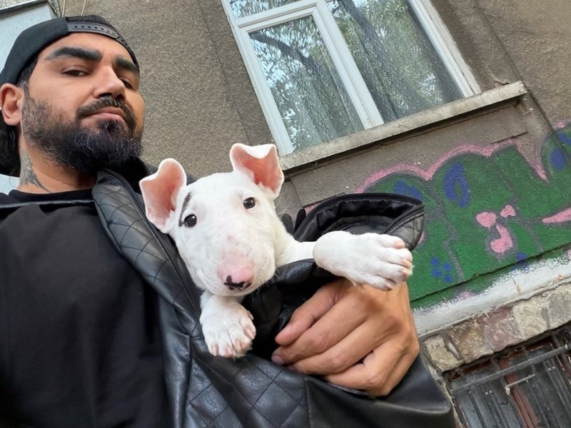 Azis'in Yeni Üyesi: Minibulteriër Cinsi Bir Köpek