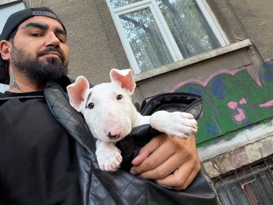 Azis'in Yeni Üyesi: Minibulteriër Cinsi Bir Köpek