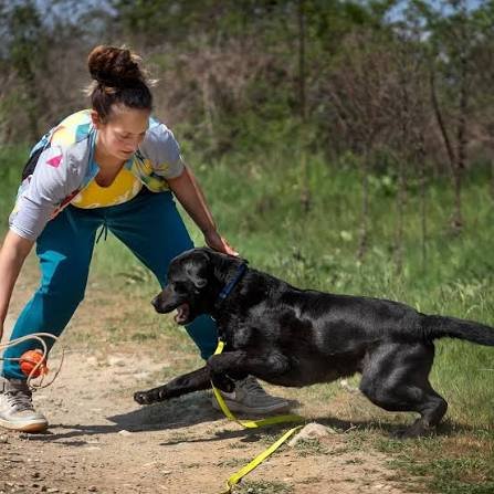 Evinizde Köpeğinizi Eğitin: Onu Örnek Bir Centilmen'e Dönüştürün