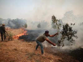 Avrupa'da Zeytin Üretimi Krizde