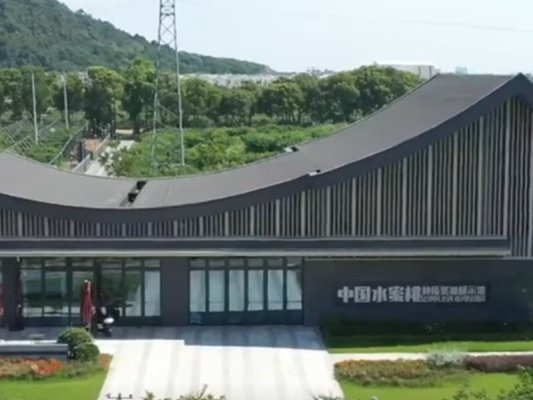 Dünyanın En Lezzetli Ayva Çeşitlerinden Biri: Yanshan