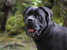 Kane Corso Köpeği, Kınçevo Köyünde 6 Yaşındaki Çocuğu Vahşice Yaraladı