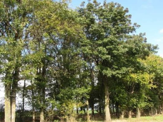 Dobriç Bölgesi'ndeki Koruyucu Orman Şeritlerinin Durumu Kötüleşiyor
