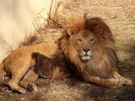 Sofya Zooloji Bahçesi'nin Sembolü Aslan Sławczo Vefat Etti