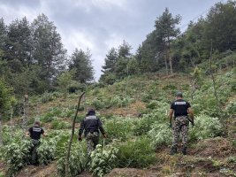 Bulgaristan'da Helikopterle Kanabis Operasyonu