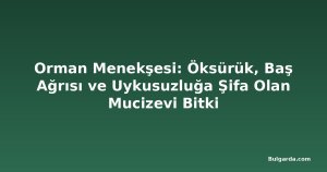 Orman Menekşesi: Öksürük, Baş Ağrısı ve Uykusuzluğa Şifa Olan Mucizevi Bitki