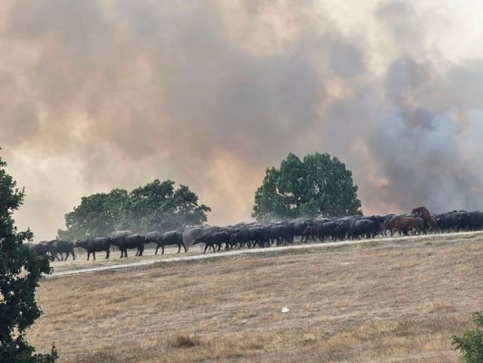 Haskovo'da Büyük Yangın Nedeniyle Kısmi Olağanüstü Hal İlan Edildi