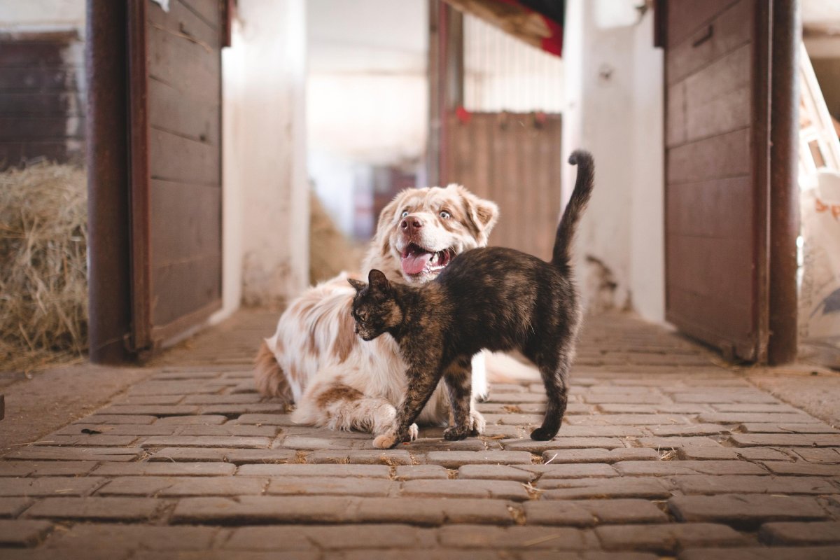 Kediler neden köpeklerden daha uzun yaşıyor? İşte beklenmedik açıklama